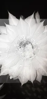 White flower with dewdrops on black.