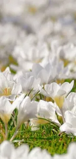 Field of elegant white crocus flowers in bloom.