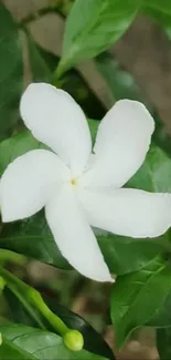 Beautiful white flower on vibrant green leaves.