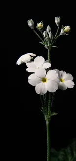 Delicate white flower with buds against a black backdrop.