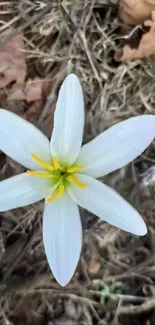 Elegant white flower with yellow center on dried grass background.