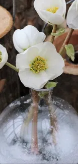 White flowers in a glass vase on a rustic background.