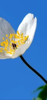 White flower with yellow center against a sky blue background.