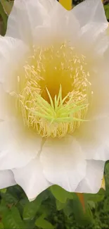 White flower in focus with lush greenery.