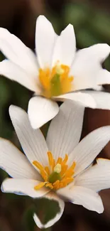 White flowers with yellow centers on blurred background.