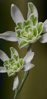 Elegant white flowers on a soft green background wallpaper.