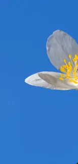 White flower against a clear blue sky background.