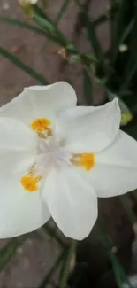 Close-up of a white flower with green leaves background.