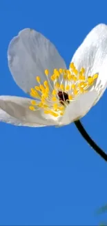 White flower with yellow center against blue sky background.