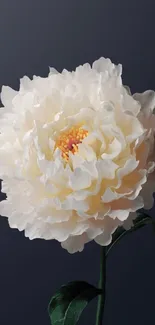 White flower with dark background wallpaper