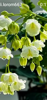 Elegant white flowers with green leaves.