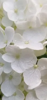 Elegant white flower with delicate petals in a serene nature background.