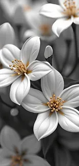 Close-up of elegant white flowers on a dark background.