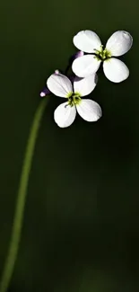 Delicate white flower on dark background wallpaper.