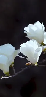 Elegant white flowers on dark, serene background.