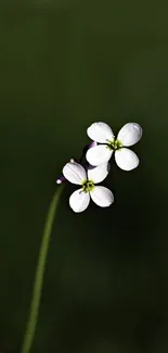 Delicate white flower on a dark green background, perfect for mobile wallpaper.