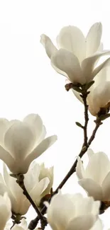 Elegant white flowers on branches against sky.