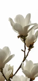 Elegant white magnolia flowers on branches with a minimalist style.