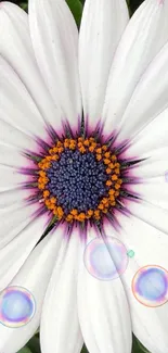 White daisy with purple center on green leaves background.