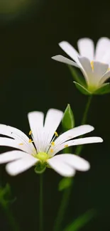 Elegant white flowers with dark green background.