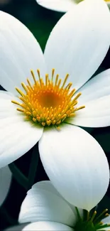 Close-up of white flowers with yellow centers in a dark, elegant background.