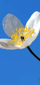 White flower with yellow stamens against a sky blue background.