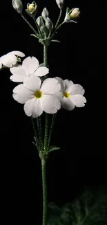 White flowers against a black background, creating an elegant mobile wallpaper.