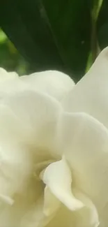 Close-up of an elegant white flower with lush green leaves in the background.