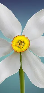 Elegantly displayed white flower with vibrant yellow center on blue background.