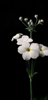 Elegant white flowers on black background wallpaper.