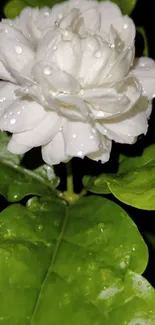 White flower with dewdrops on vibrant green leaves.