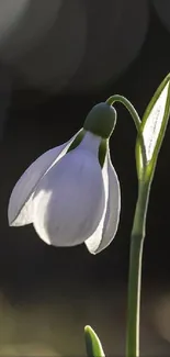 Elegant white snowdrop flower with dark background.