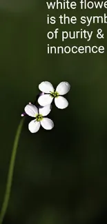 Elegant white flower on dark green blurry background.