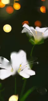 Elegant white flowers with glowing bokeh lights on a dark background.