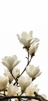 Delicate white magnolia flowers on branches against a soft white background.