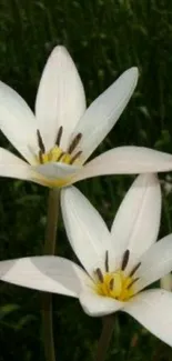 Elegant white flowers with green backdrop on mobile wallpaper.