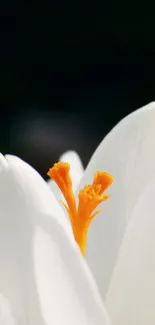 Elegant white flower with orange stamen against a dark background.