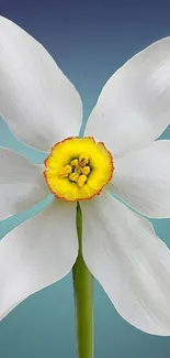 Elegant white narcissus with yellow center on a gradient blue background.