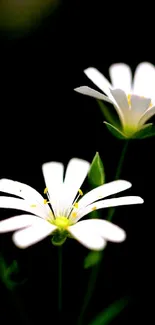 Elegant wallpaper featuring white flowers on a black background.