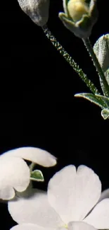 White flowers on a dark background create an elegant mobile wallpaper.