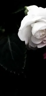 Elegant white flower with dark leaves on black background wallpaper.