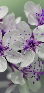 Elegant white flowers with purple accents, perfect for mobile wallpaper.