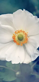 Elegant white flower with orange center on blue background wallpaper.