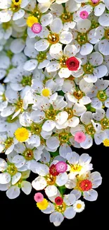 White blossoms cascading against a dark background in a stylish phone wallpaper.