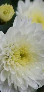 Close-up of a white flower with dewdrops on petals.