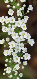 Elegant white flowers on a blurred natural background.