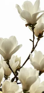 Elegant magnolia white flowers on branches in bloom.