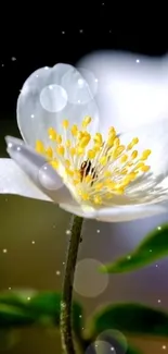 Elegant white flower with bright yellow stamens and a serene bokeh background.