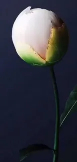 Elegant white flower with dark blue background.