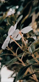 Elegant white flower with green leaves wallpaper.